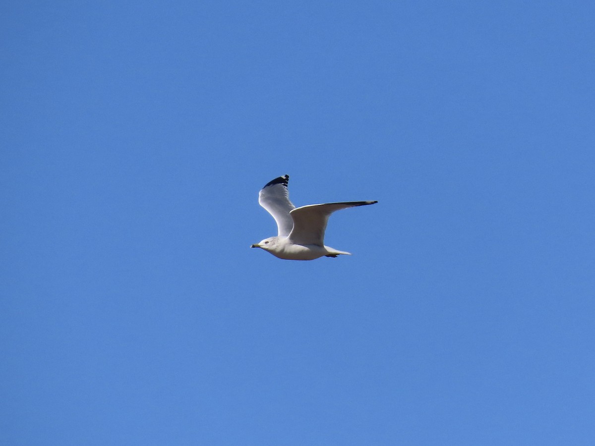 Мартин делаверський - ML645891023