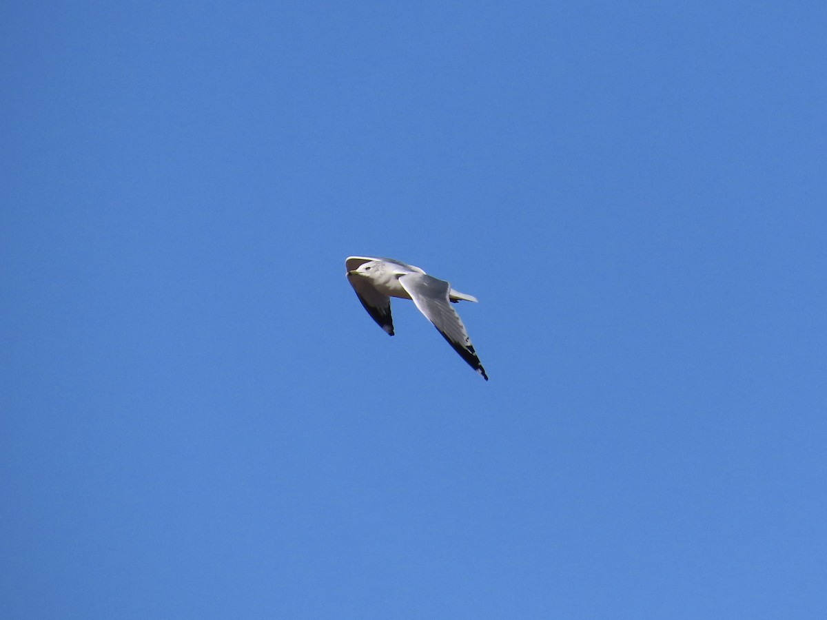 Мартин делаверський - ML645891024