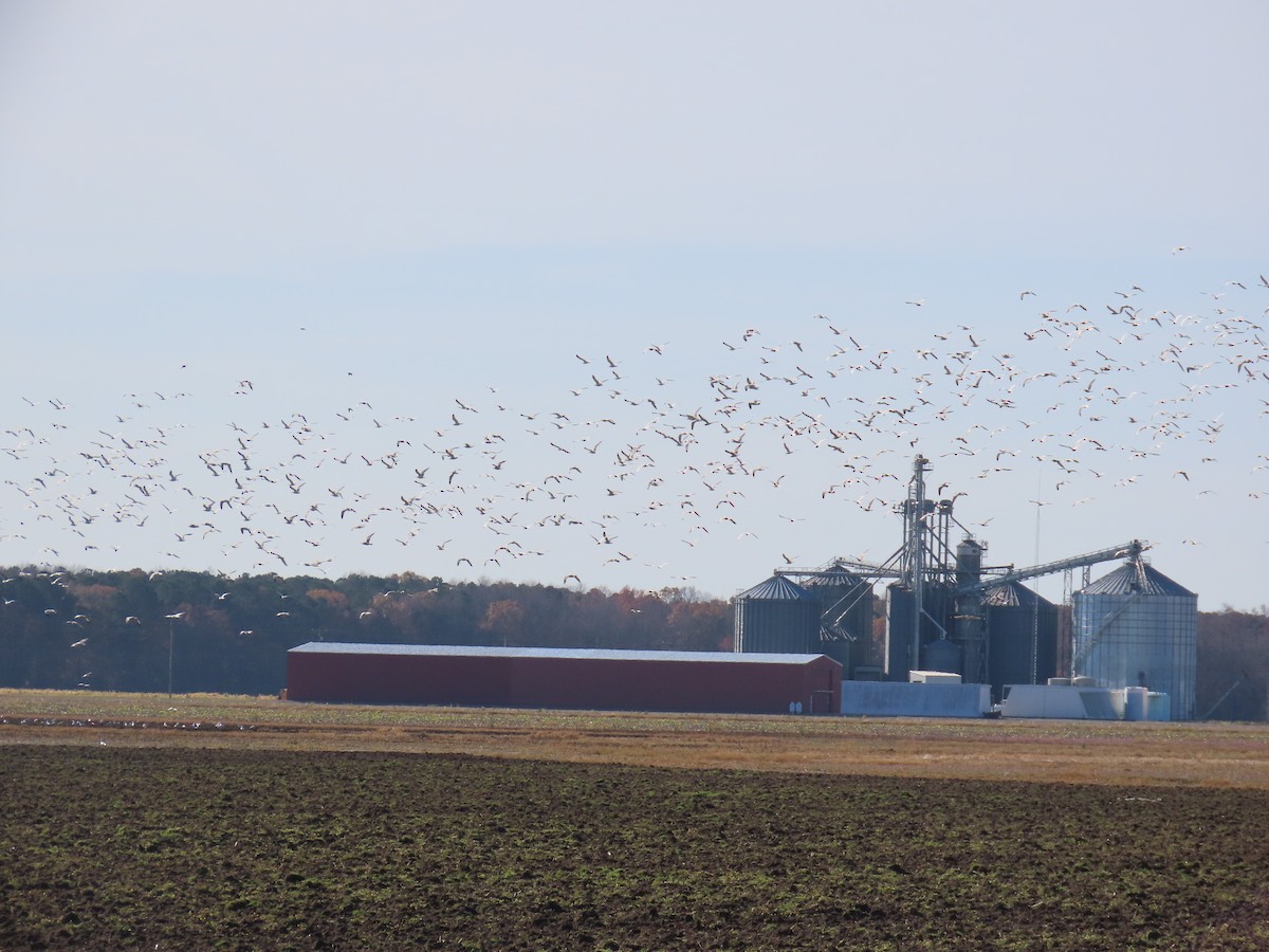 Мартин делаверський - ML645891026