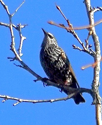 Шпак звичайний - ML645891027