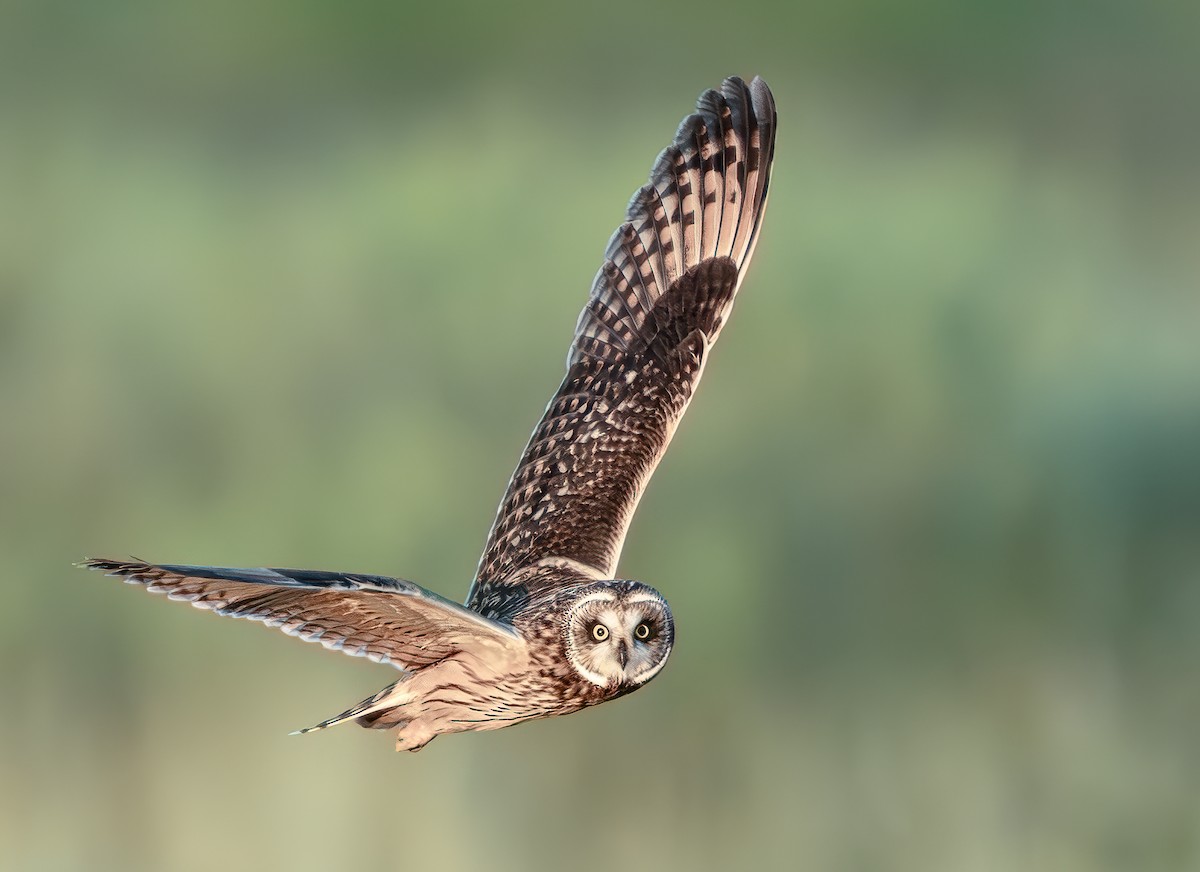 Сова болотяна - ML645891028