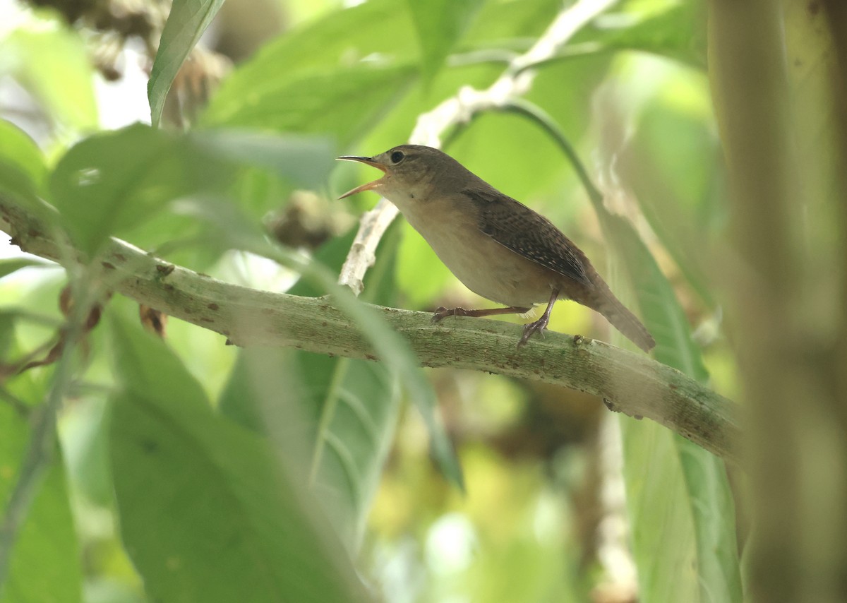 Southern House Wren - ML645891029