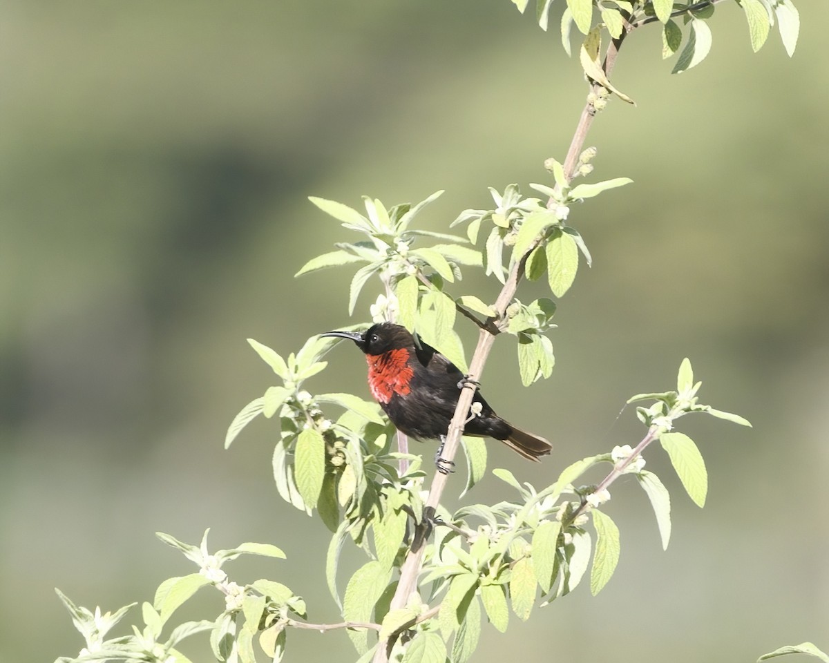 Нектарець червоноволий - ML645891030