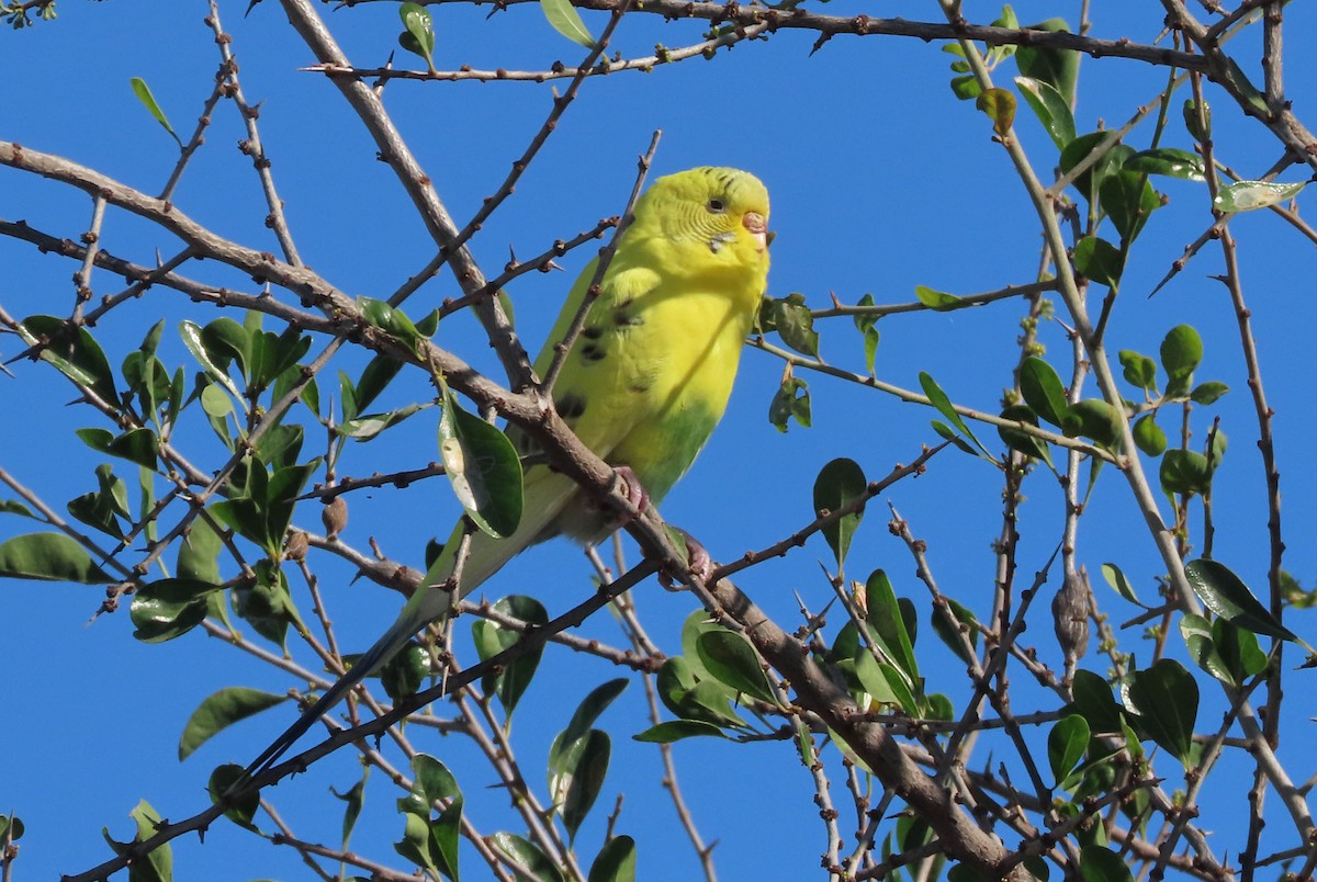 Budgerigar - ML645891033