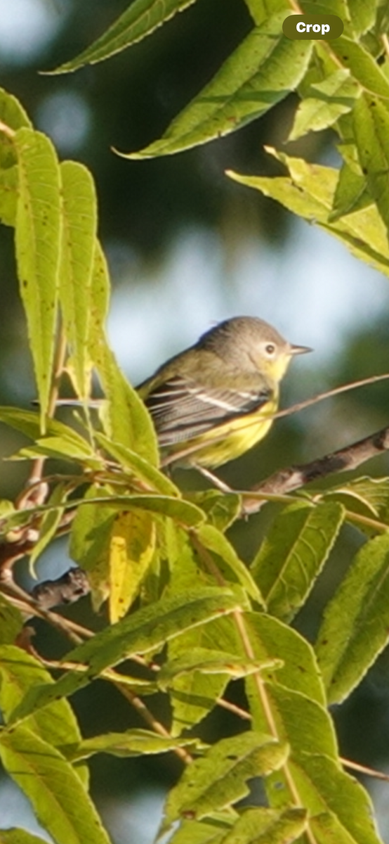 Magnolia Warbler - ML645891044
