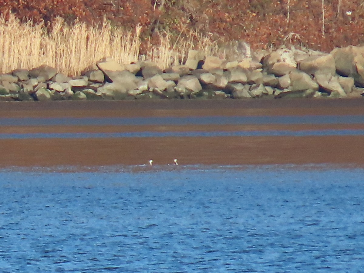 potápka žlutorohá - ML645891058