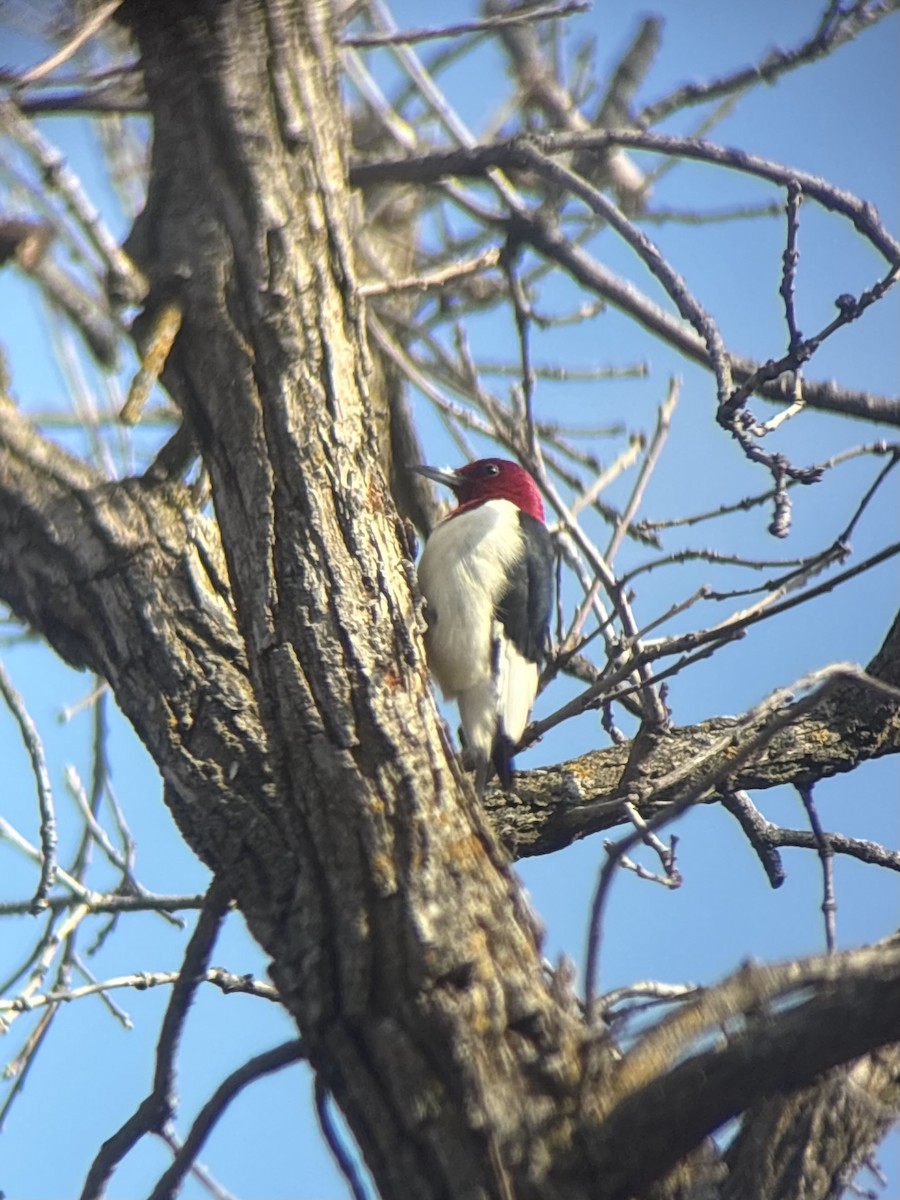 Red-headed Woodpecker - ML645891061
