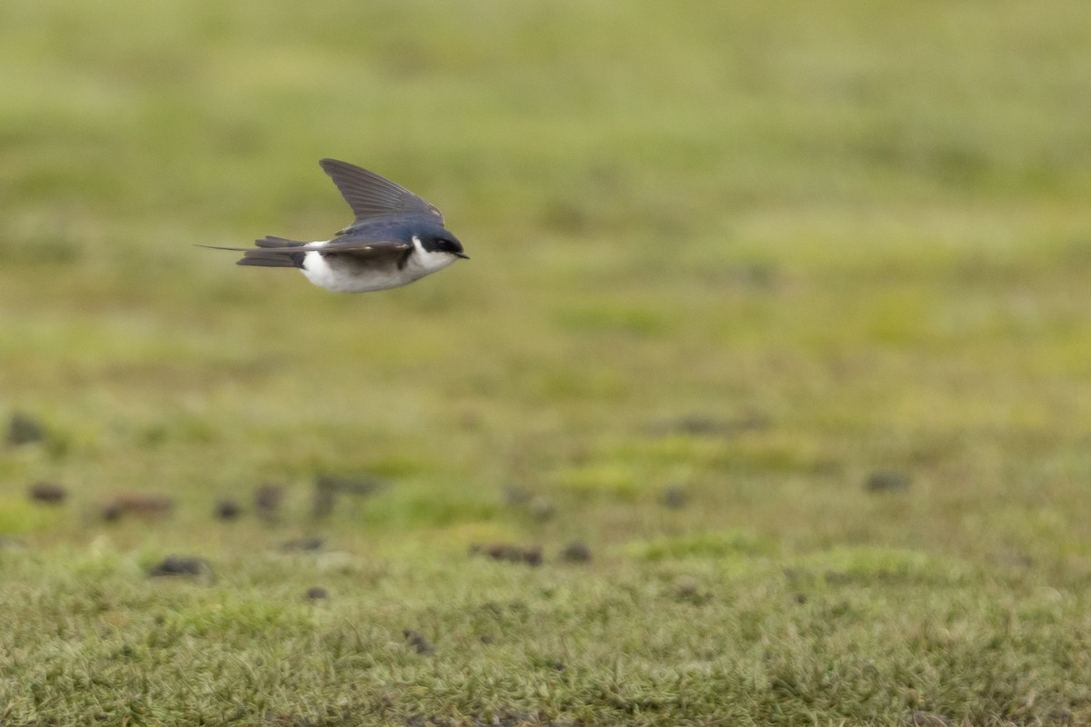 Chilean Swallow - ML645891071