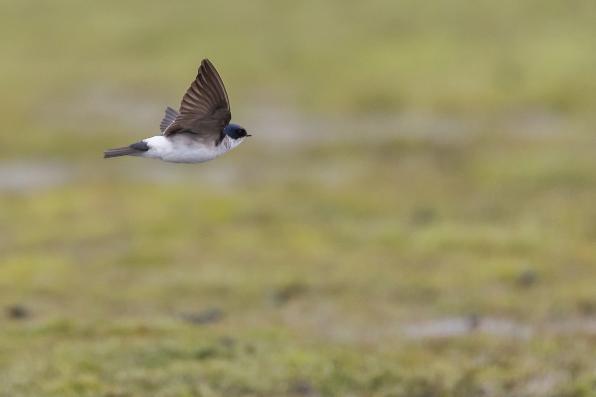 Chilean Swallow - ML645891072