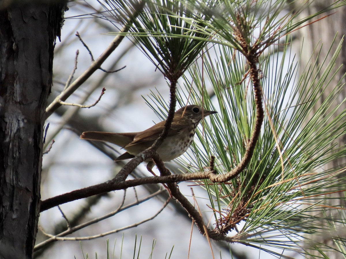 Hermit Thrush - ML645891086