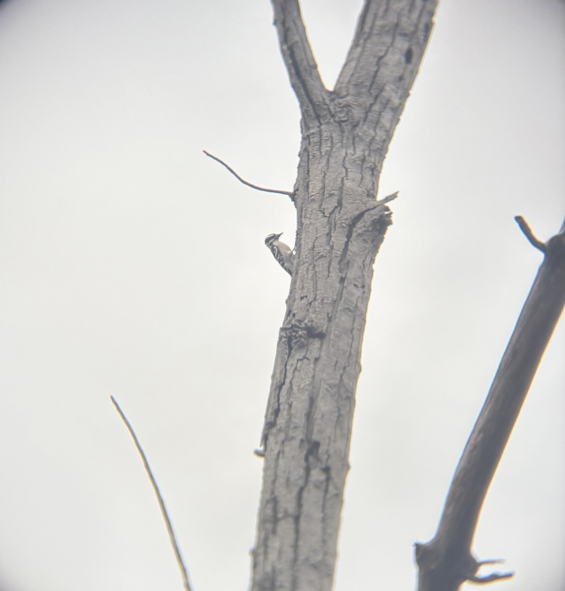 Downy Woodpecker - ML645891087