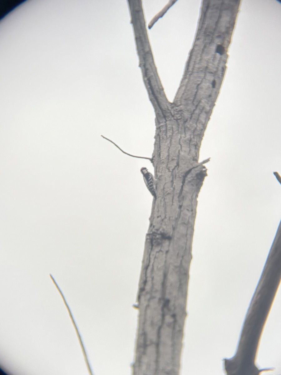 Downy Woodpecker - ML645891088