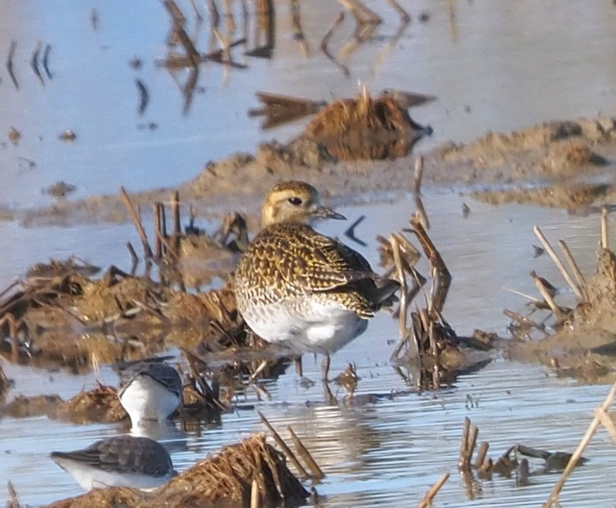 Сивка звичайна - ML645891096