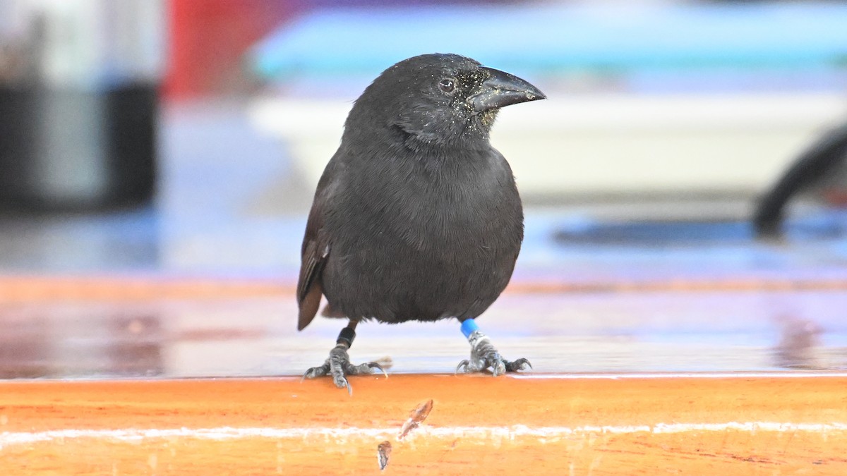 Géospize des cactus - ML645891097