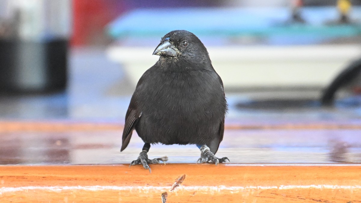 Géospize des cactus - ML645891100