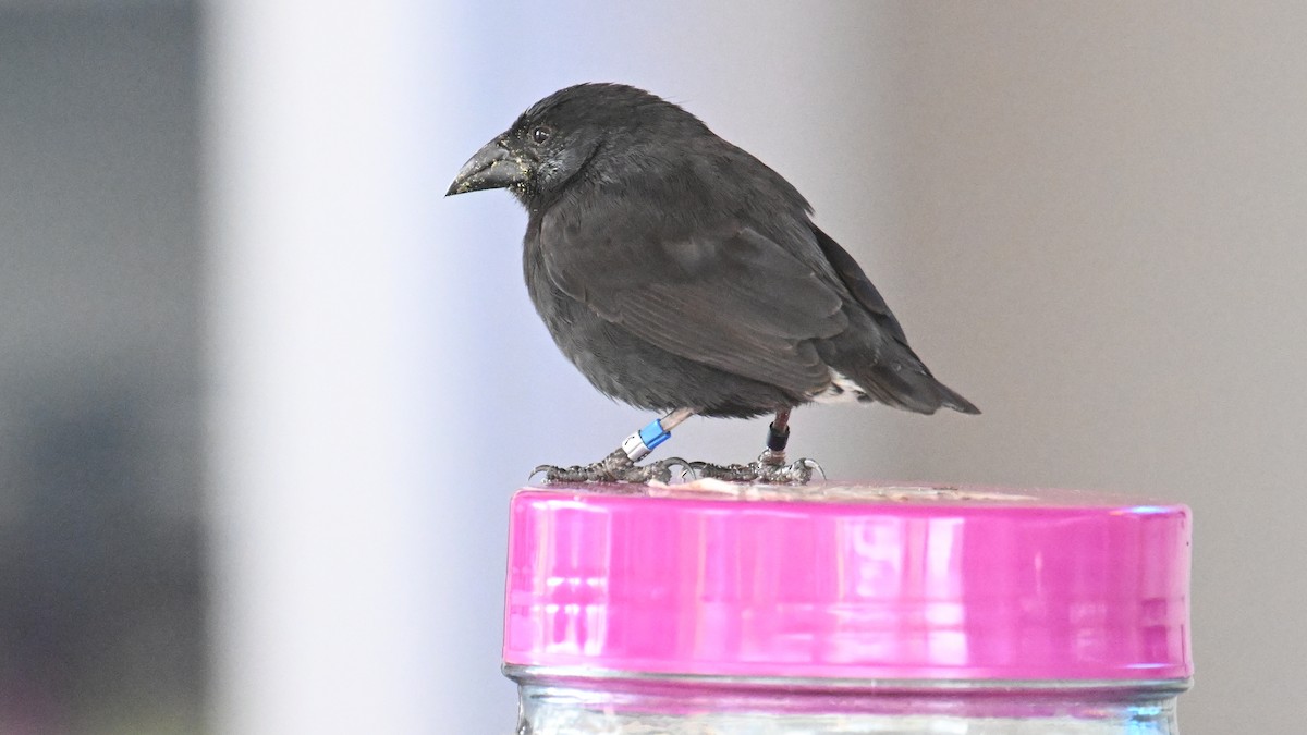 Géospize des cactus - ML645891104