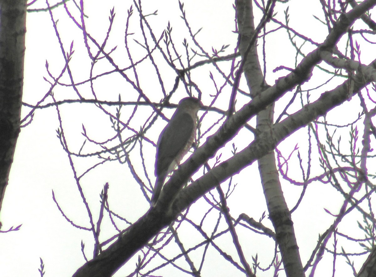 Cooper's Hawk - ML645891107