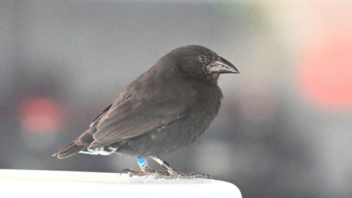 Géospize des cactus - ML645891108