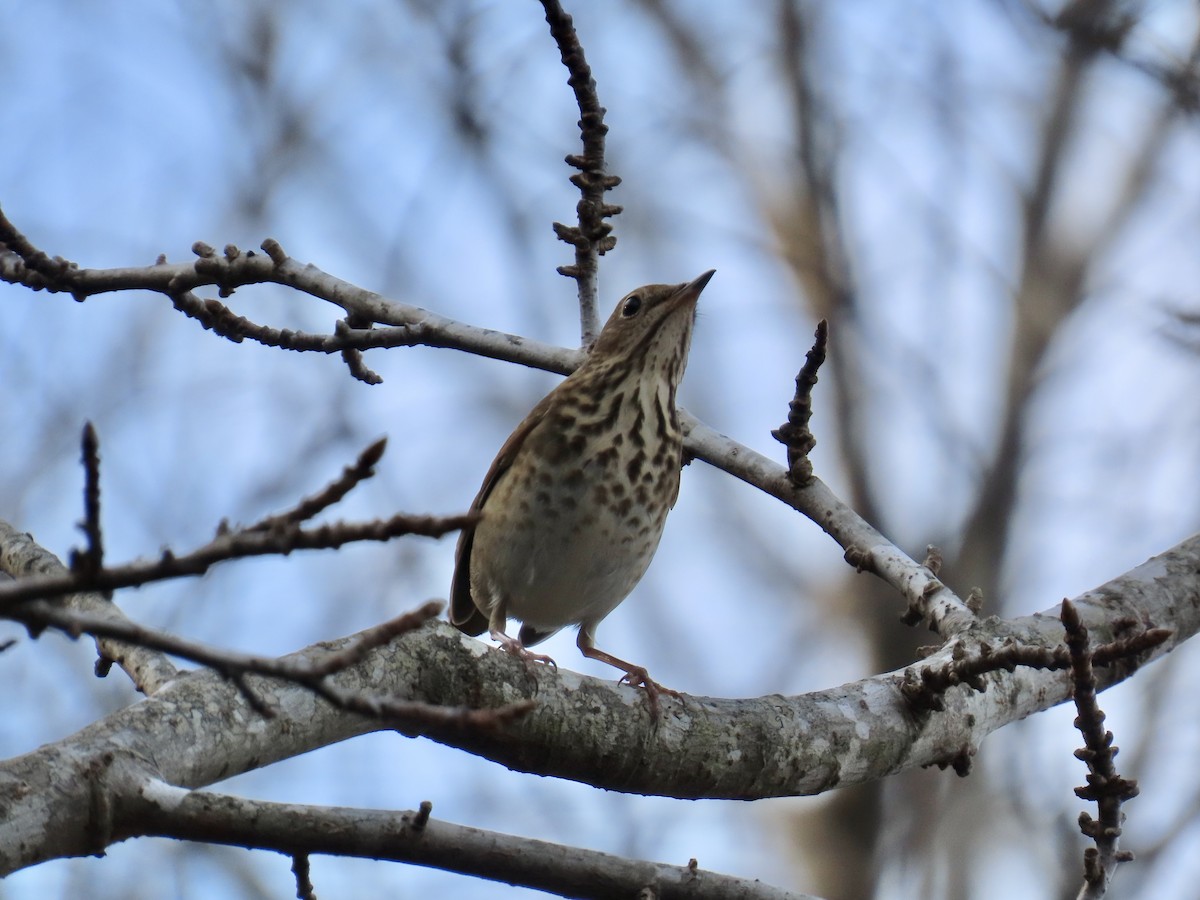 Hermit Thrush - ML645891109