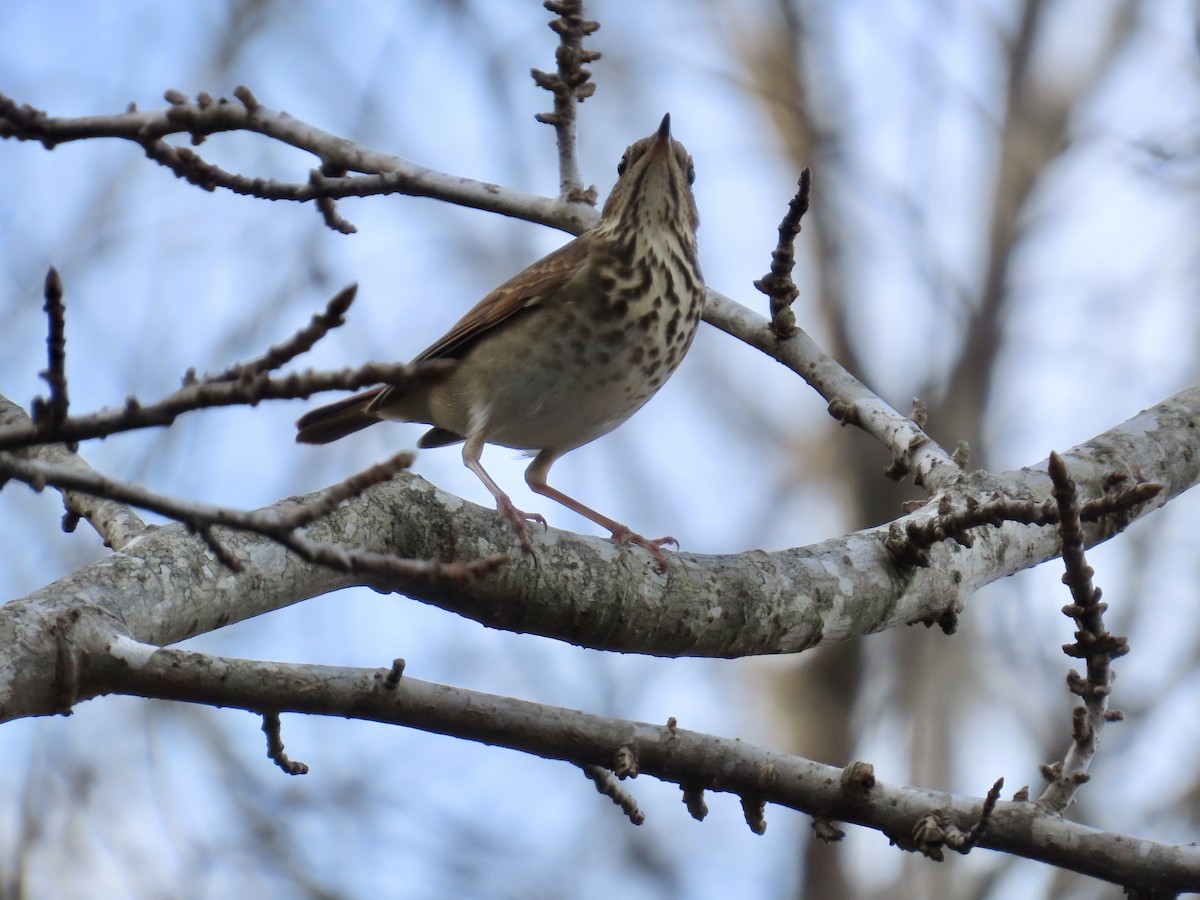 Hermit Thrush - ML645891110