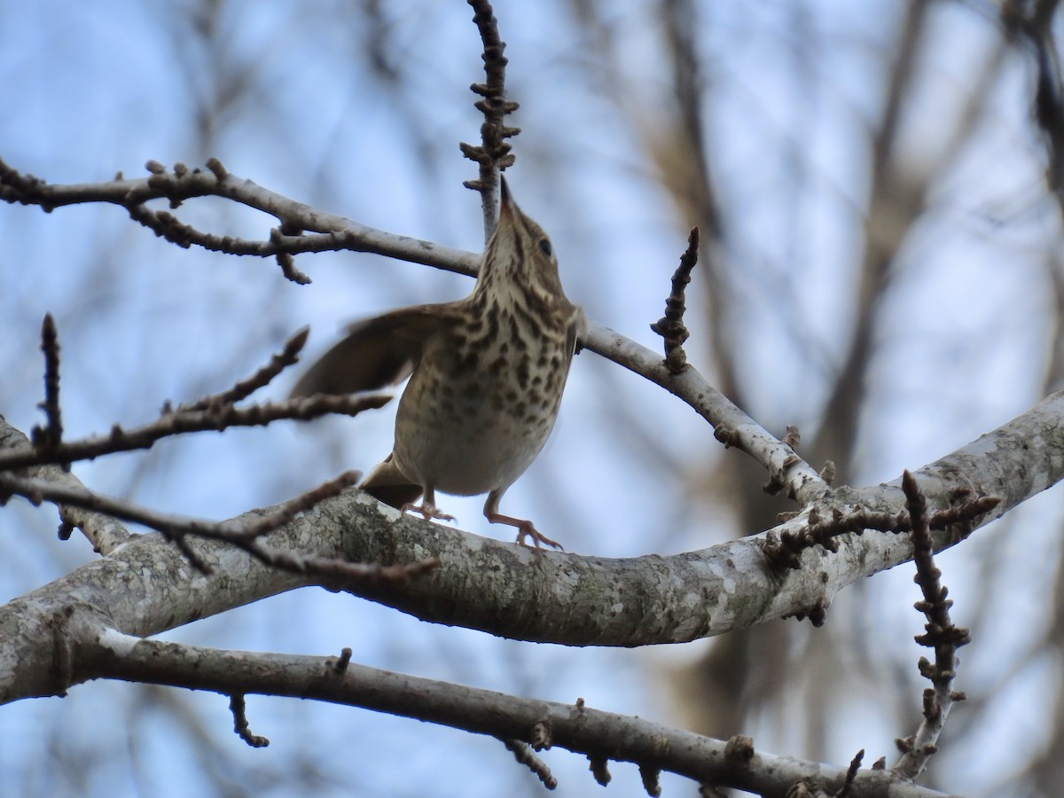 Hermit Thrush - ML645891111