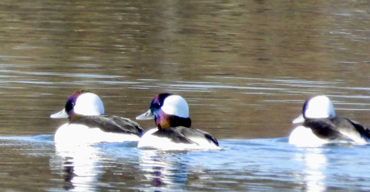 Bufflehead - ML645891117