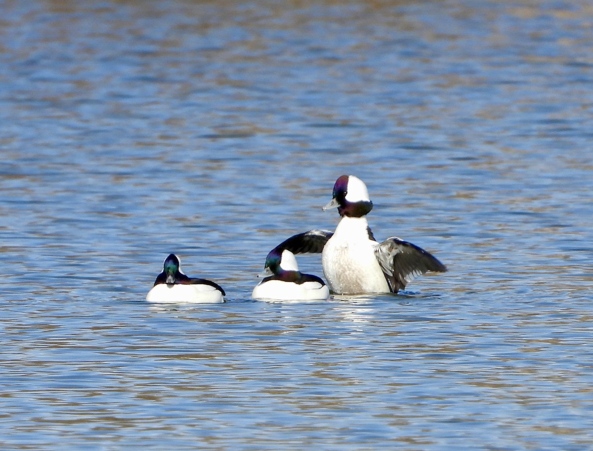 Bufflehead - ML645891118