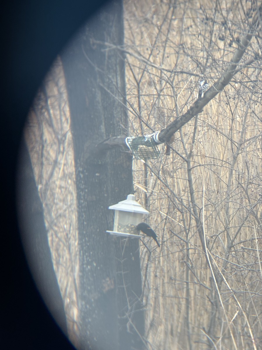 Red-winged Blackbird - ML645891119