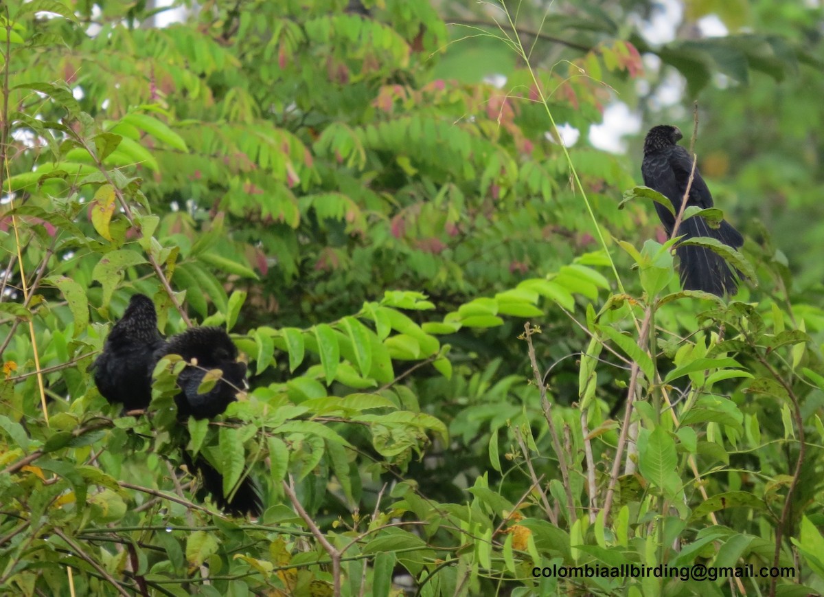 Ані товстодзьобий - ML645891123