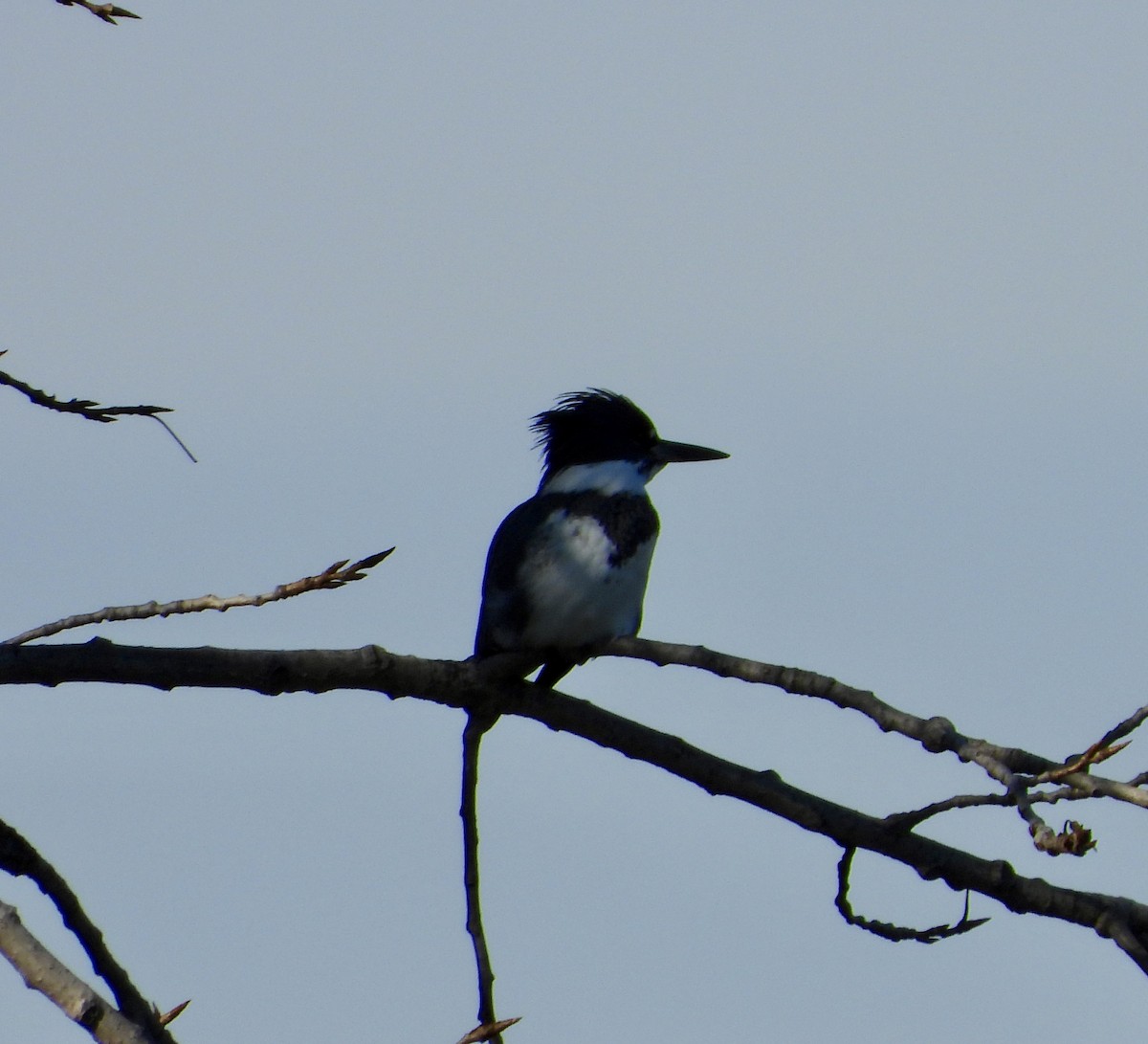 Belted Kingfisher - ML645891127