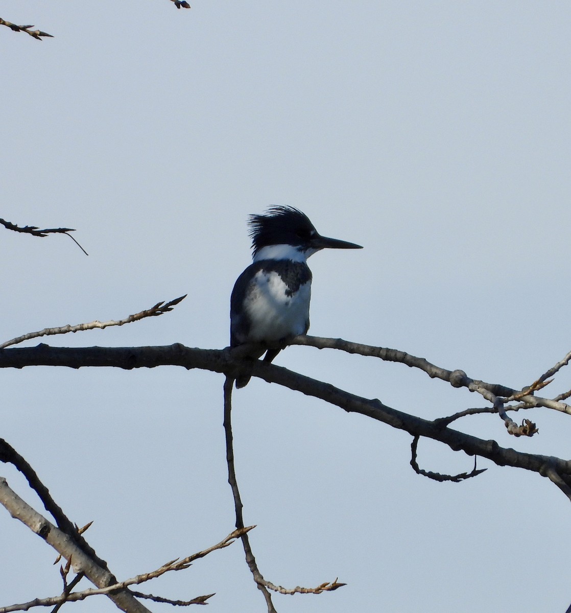 Belted Kingfisher - ML645891128