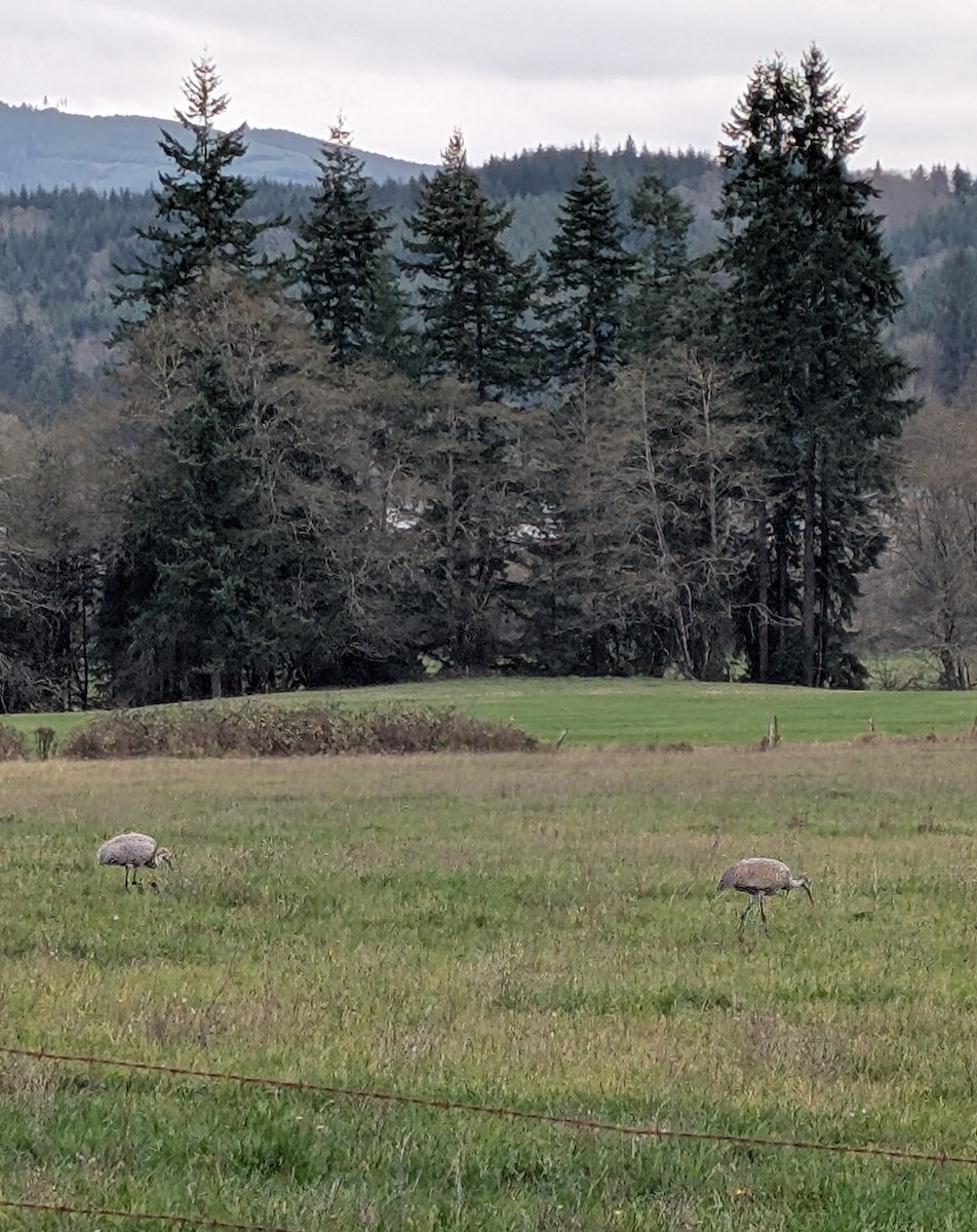 Sandhill Crane - ML645891129