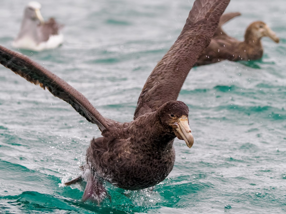 Kuzey Dev Fırtınakuşu - ML645891142