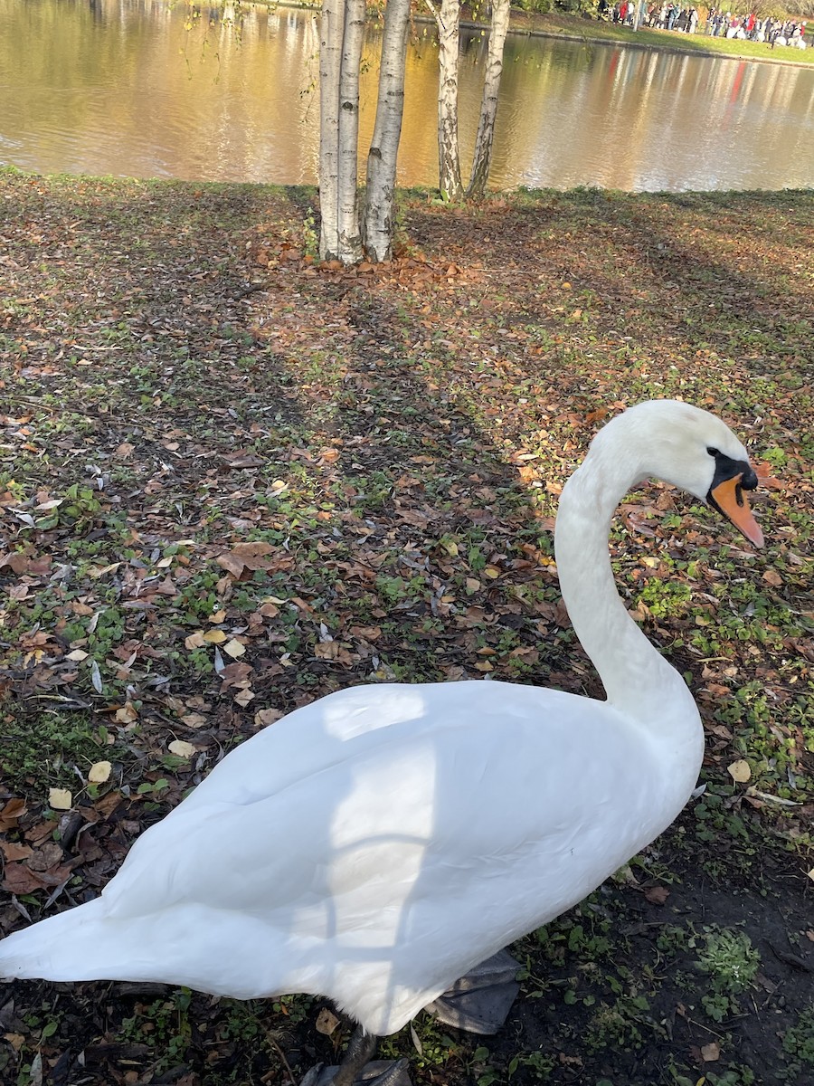 Лебідь-шипун - ML645891152