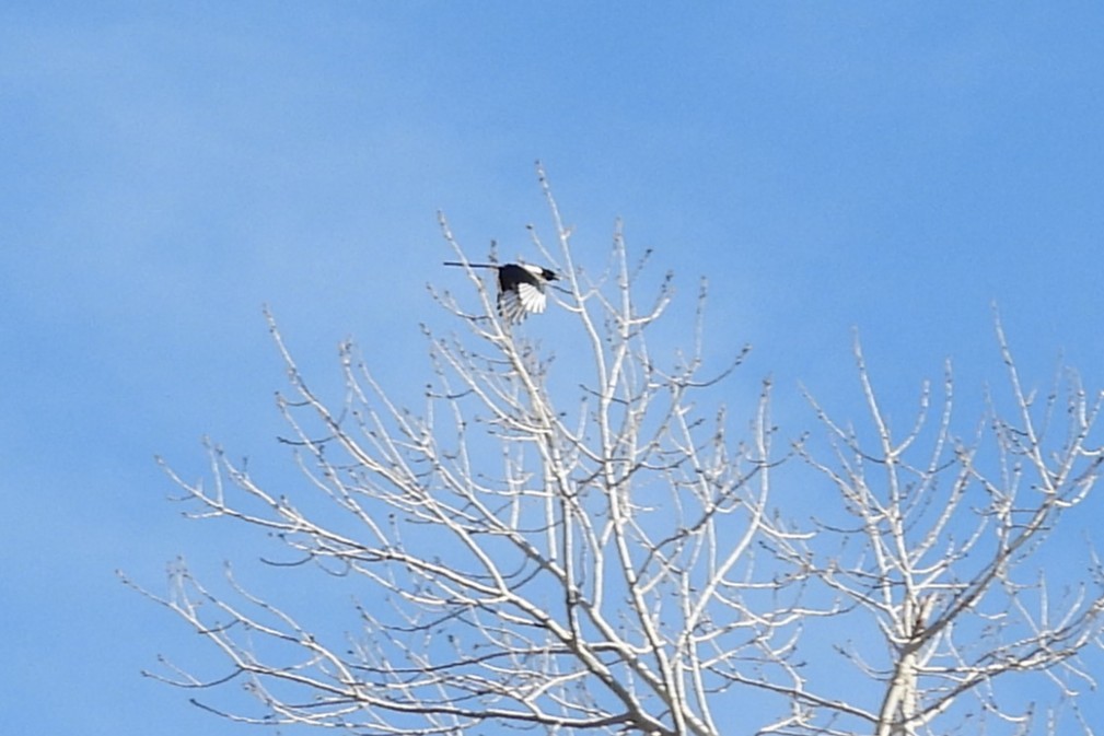 straka americká - ML645891162