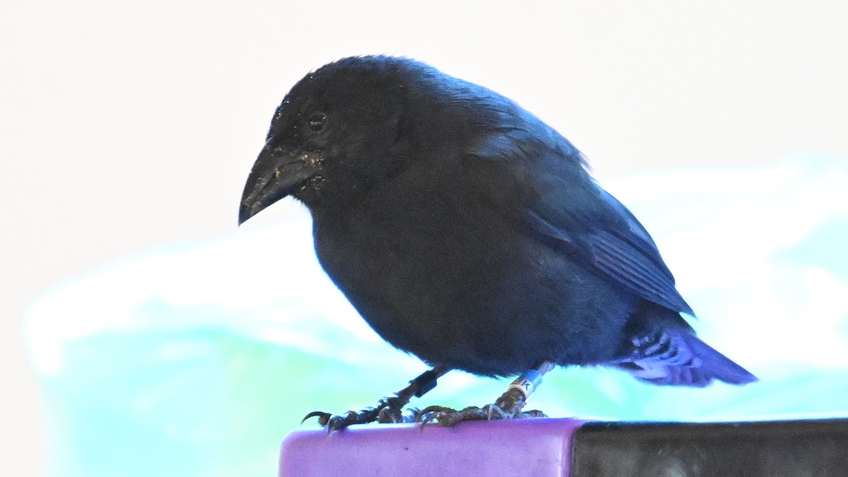 Common Cactus-Finch - ML645891166