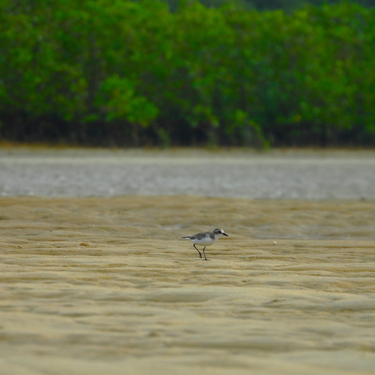 Tibetan Sand-Plover - ML645891167