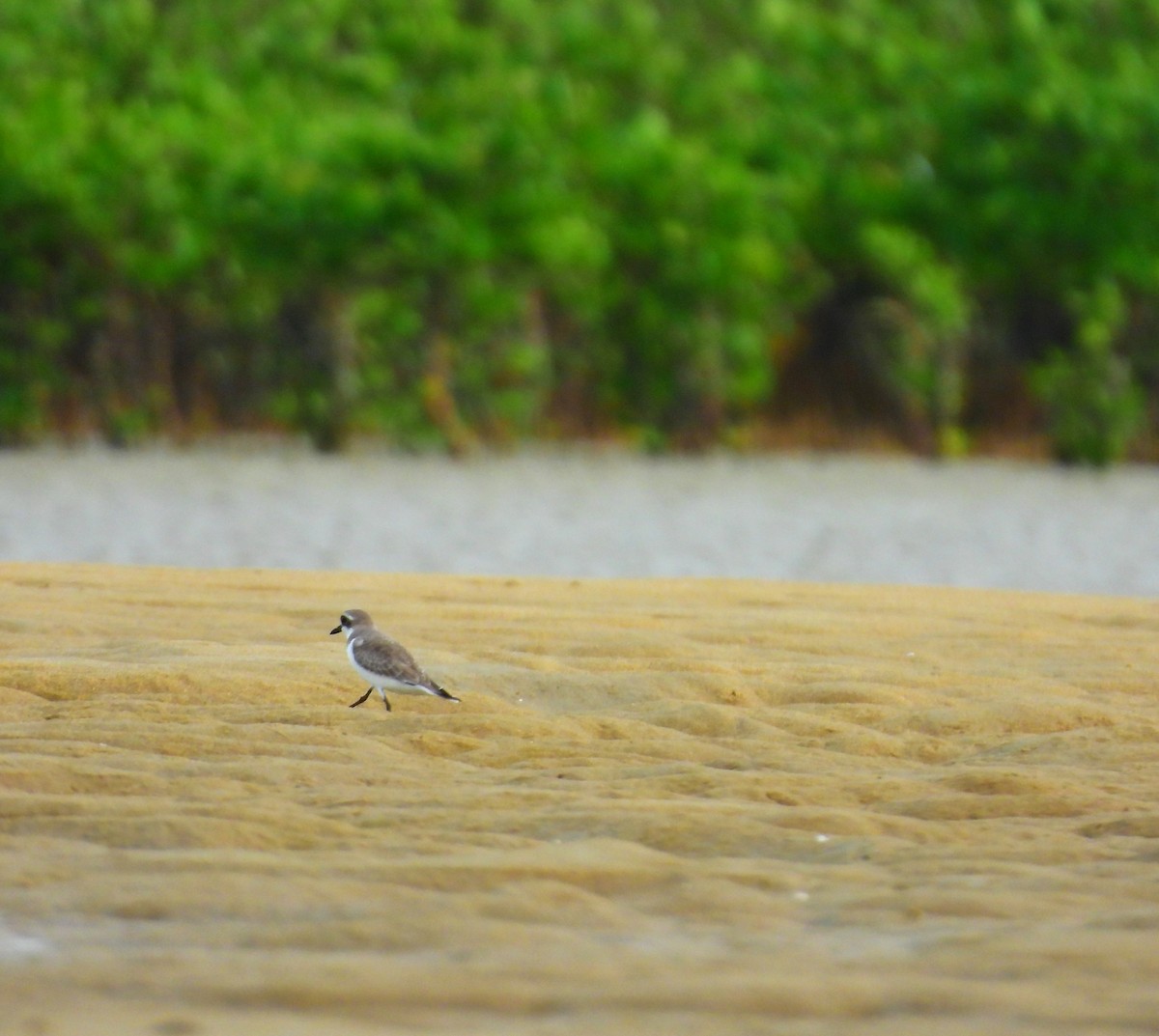 Tibetan Sand-Plover - ML645891168