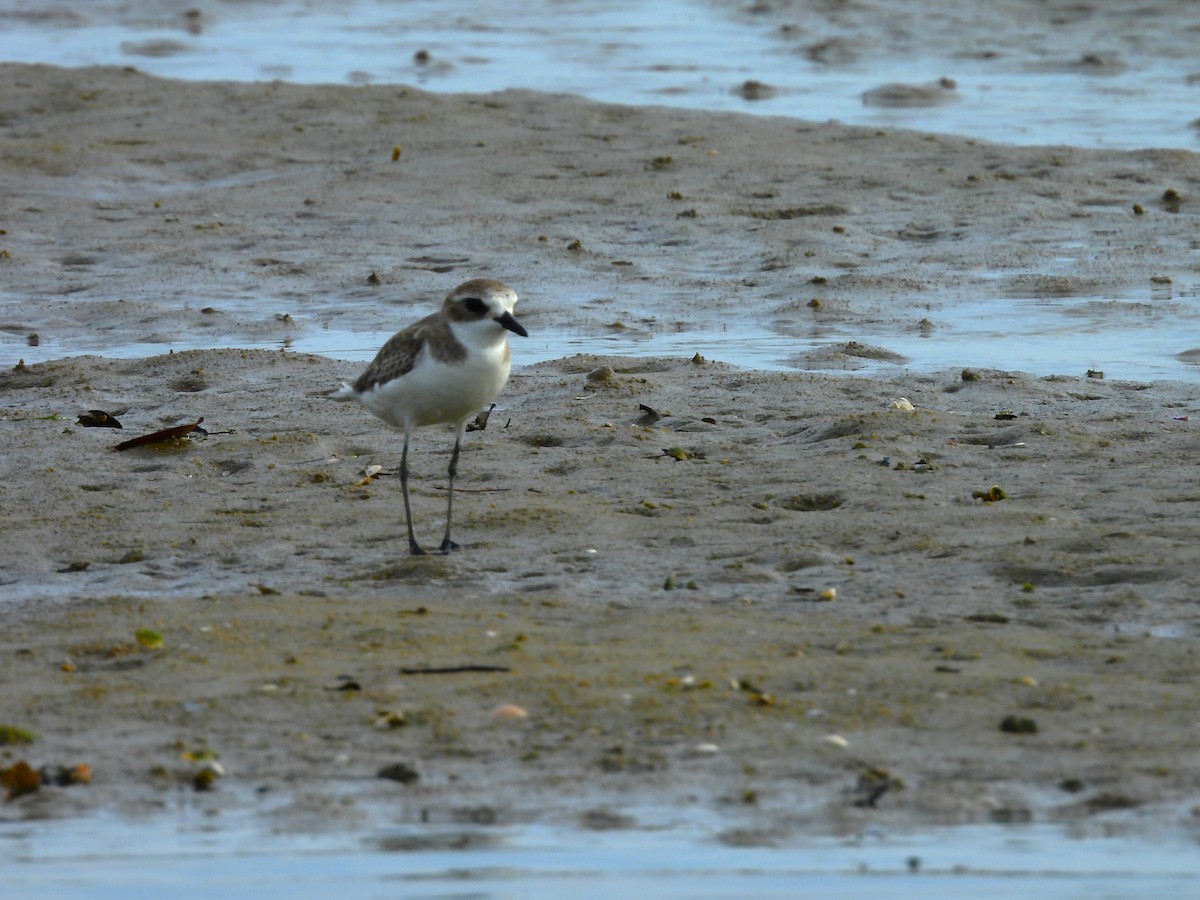 Tibetan Sand-Plover - ML645891169