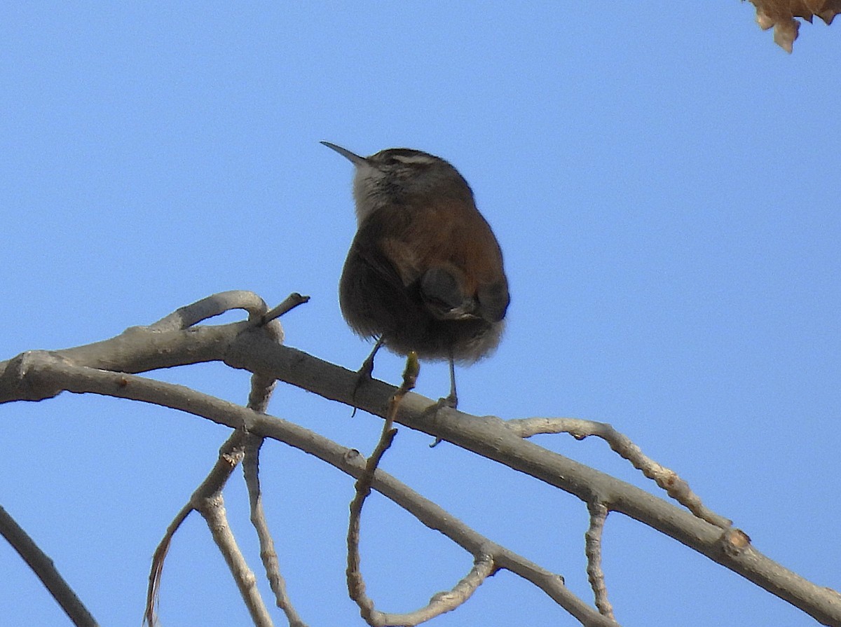 Bewick's Wren - ML645891170
