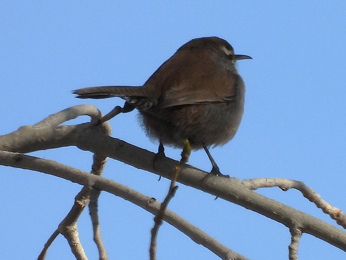 Bewick's Wren - ML645891171