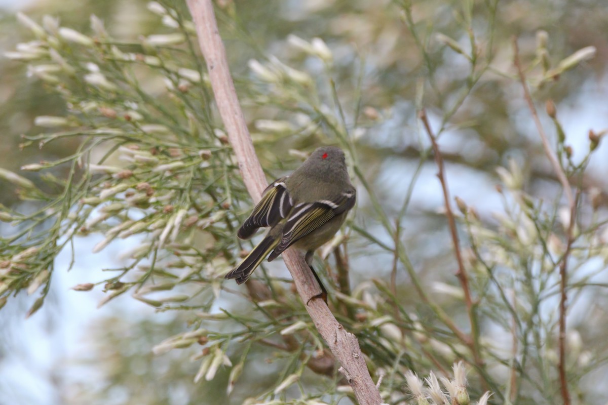 Ruby-crowned Kinglet - ML645891172