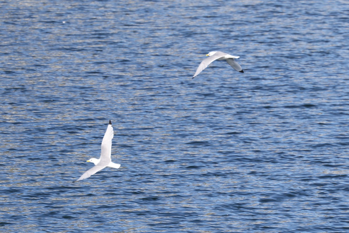 Black-legged Kittiwake - ML645891173