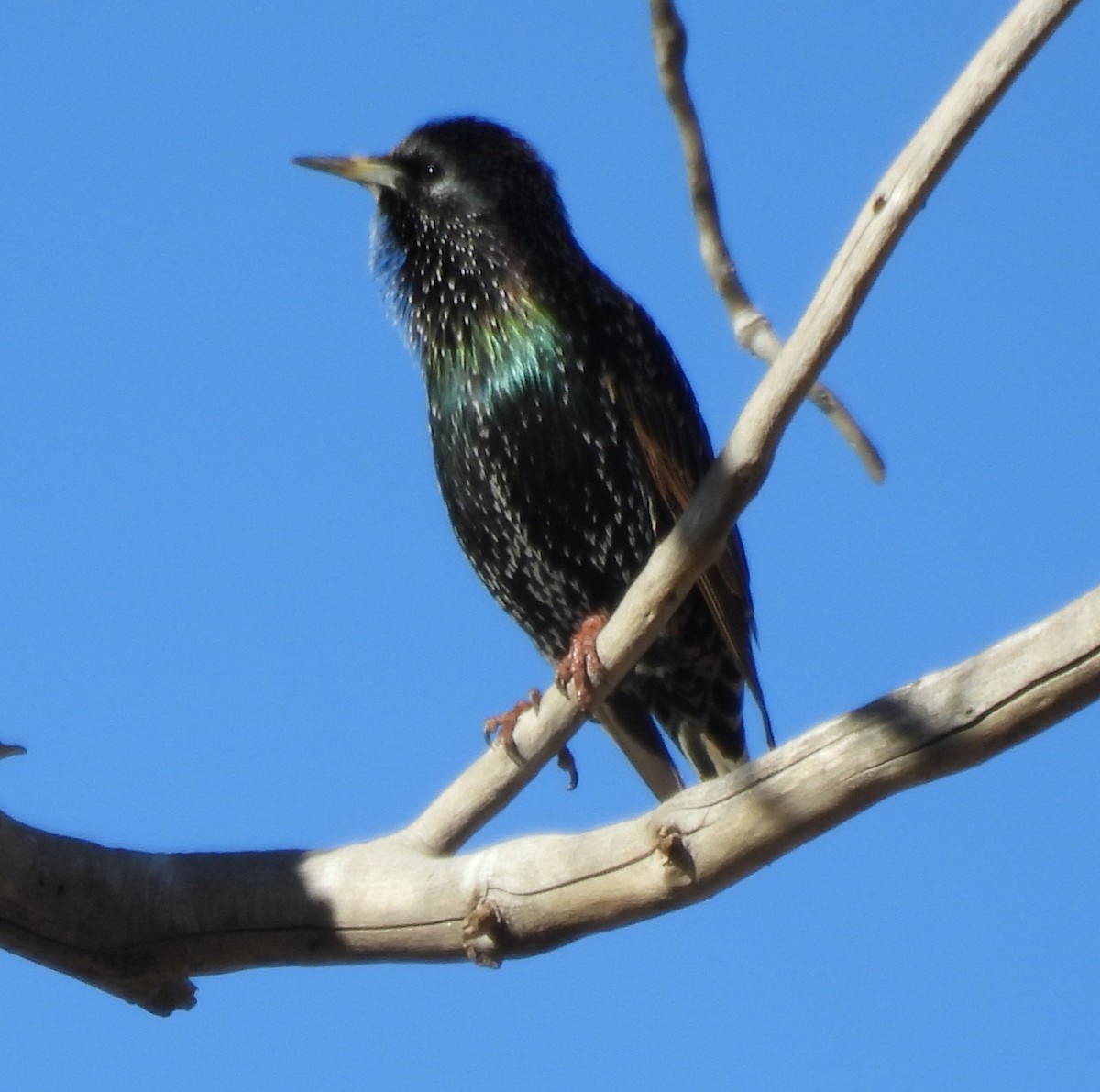 European Starling - ML645891176