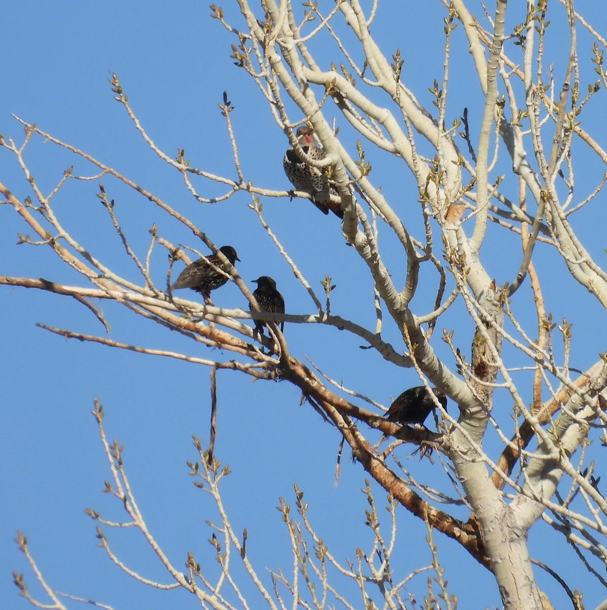 European Starling - ML645891177