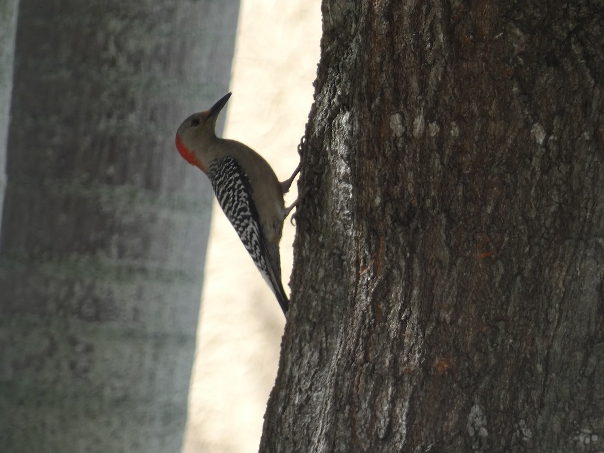 Red-bellied Woodpecker - ML645891178