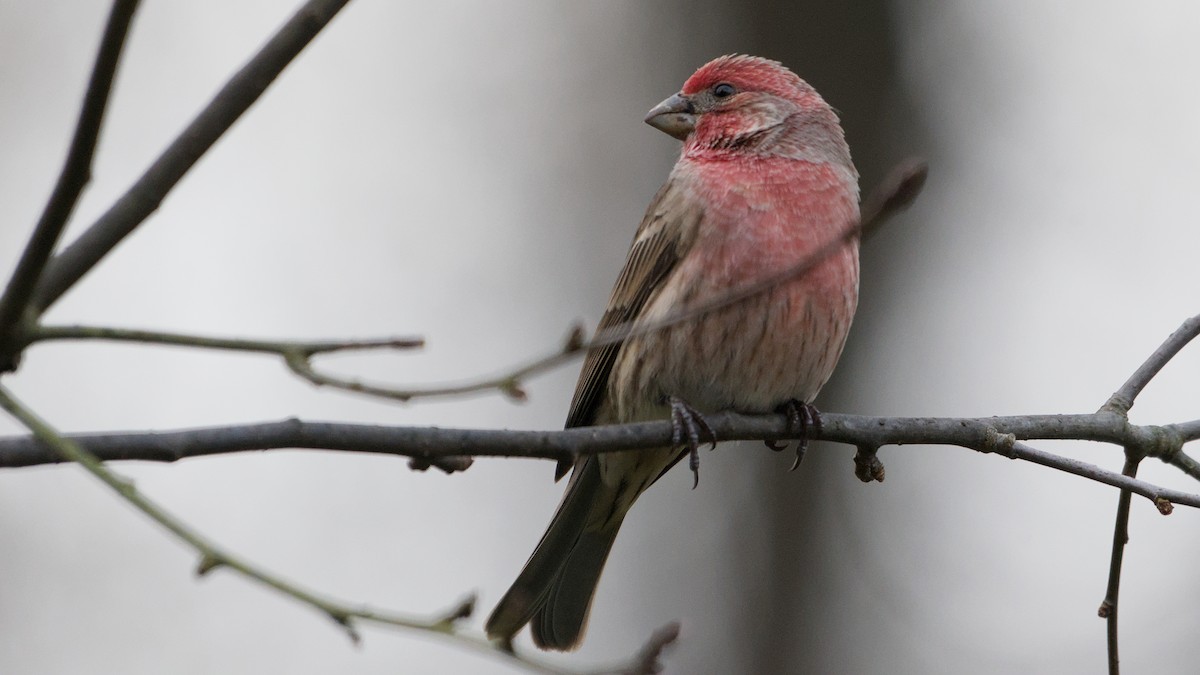 House Finch - ML645891179