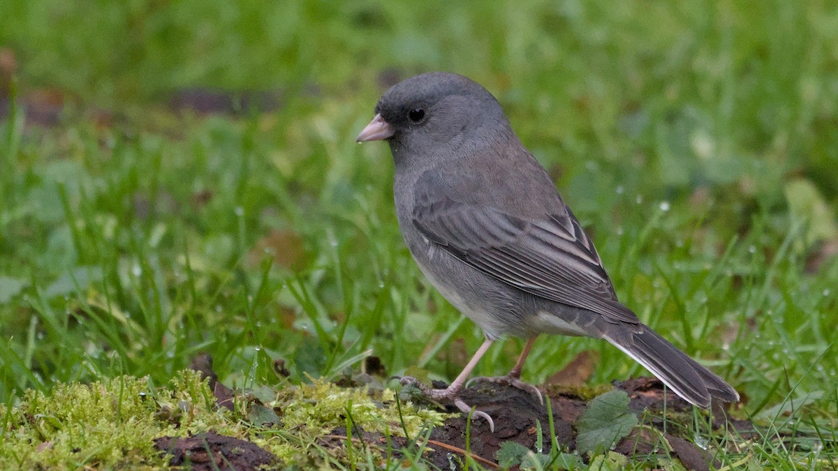 Dark-eyed Junco - ML645891181
