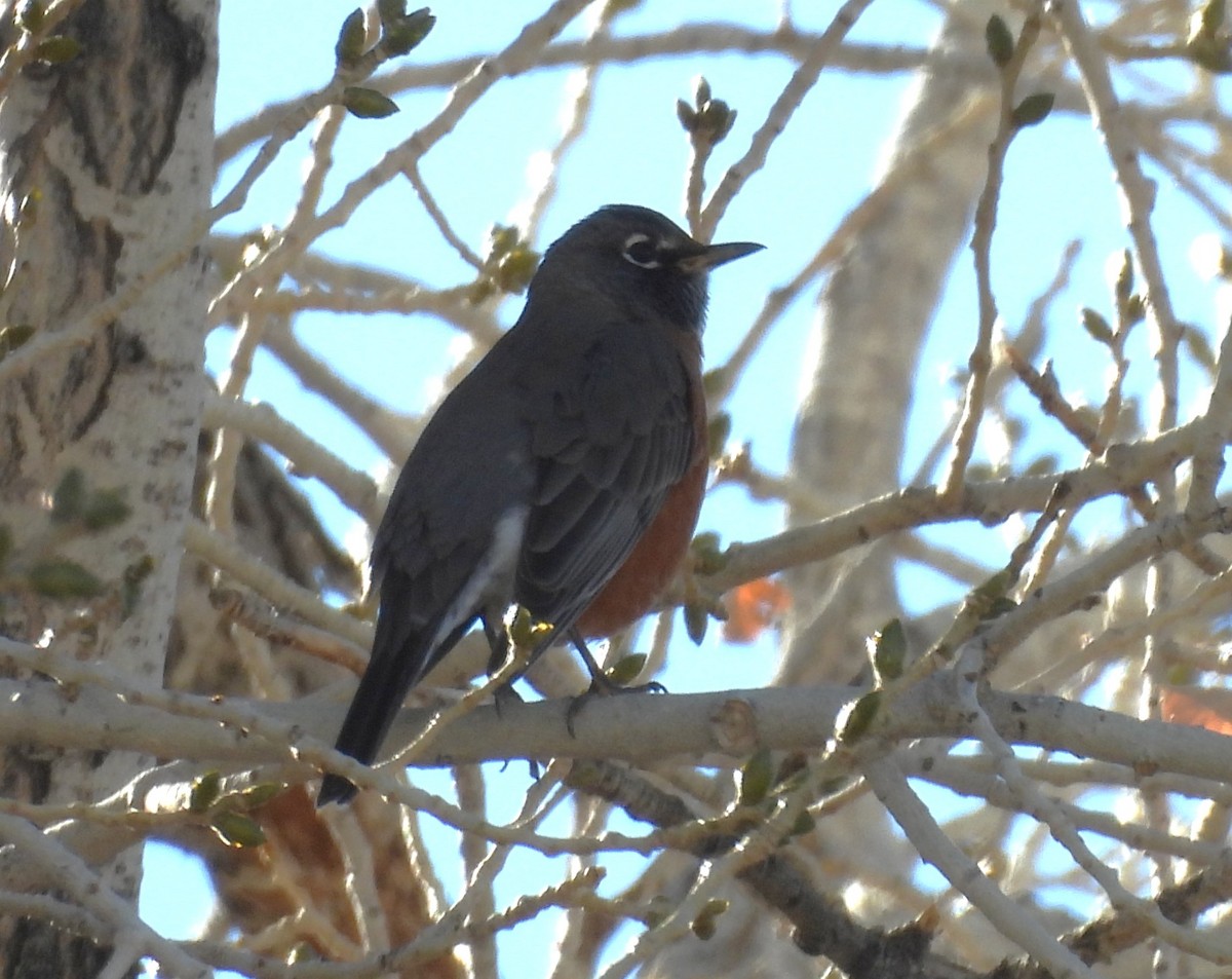American Robin - ML645891182
