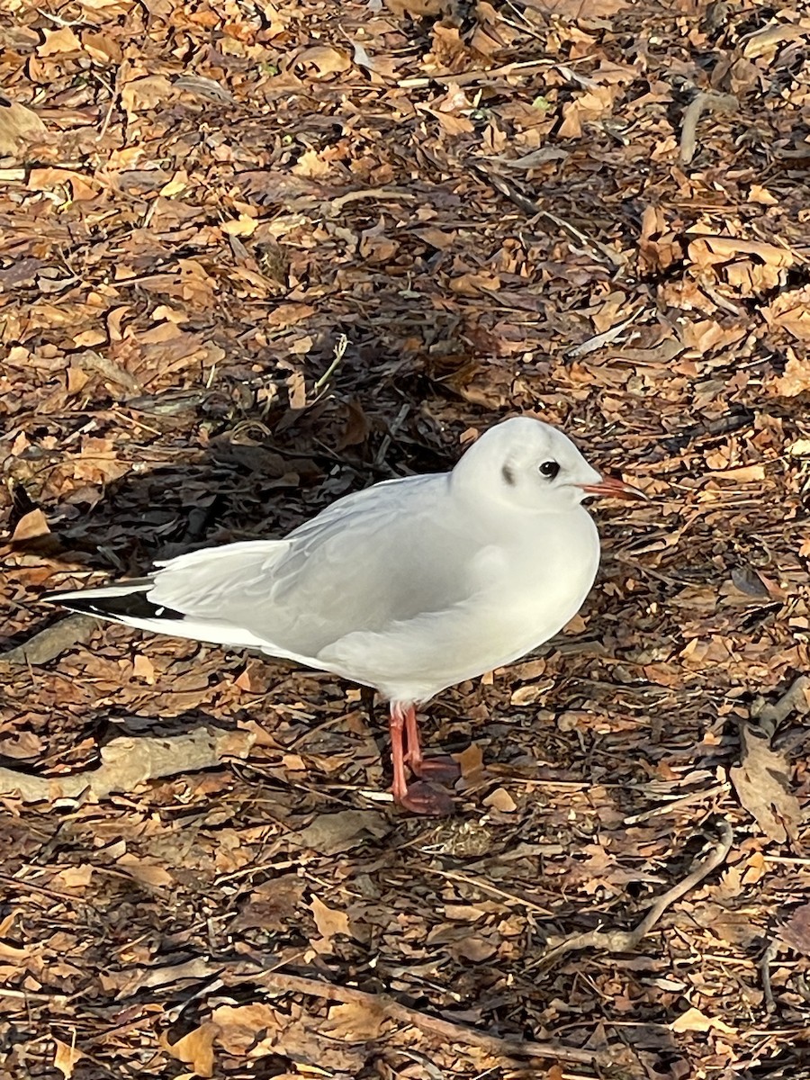 Black-headed Gull - ML645891183